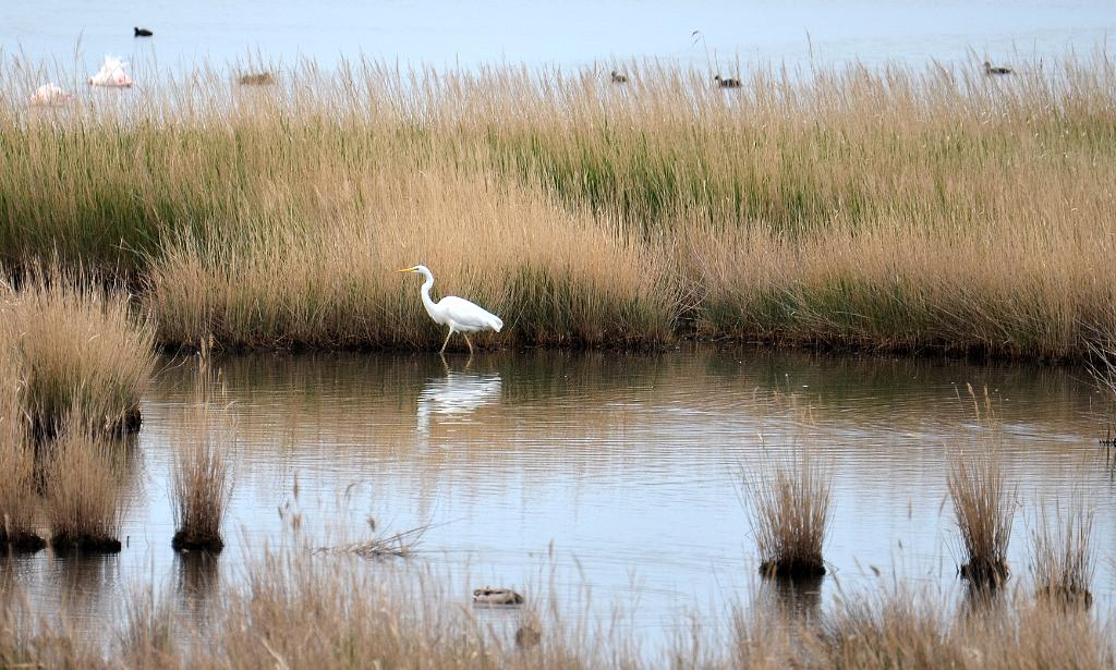 Grote zilverreiger